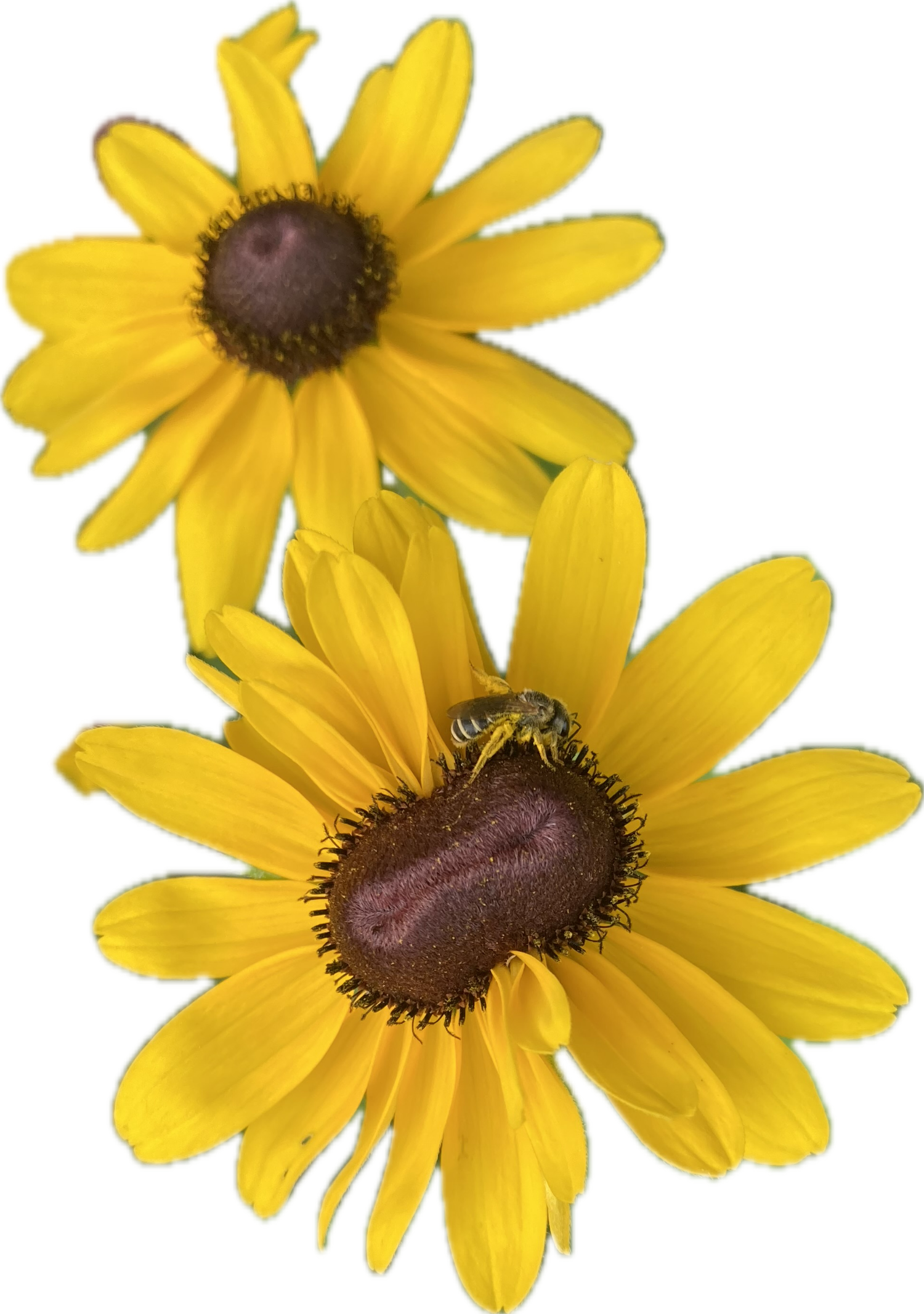 Two bright yellow flowers with dark brown centers called Black Eyed Susans on a plain white background, with a small bee visible on the lower flower.